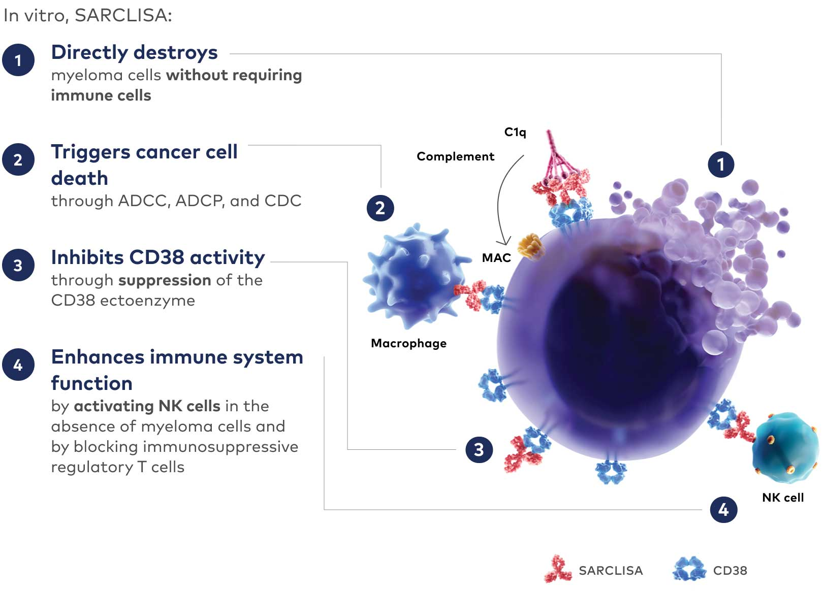 Overview of the mechanism of action of Sarclisa