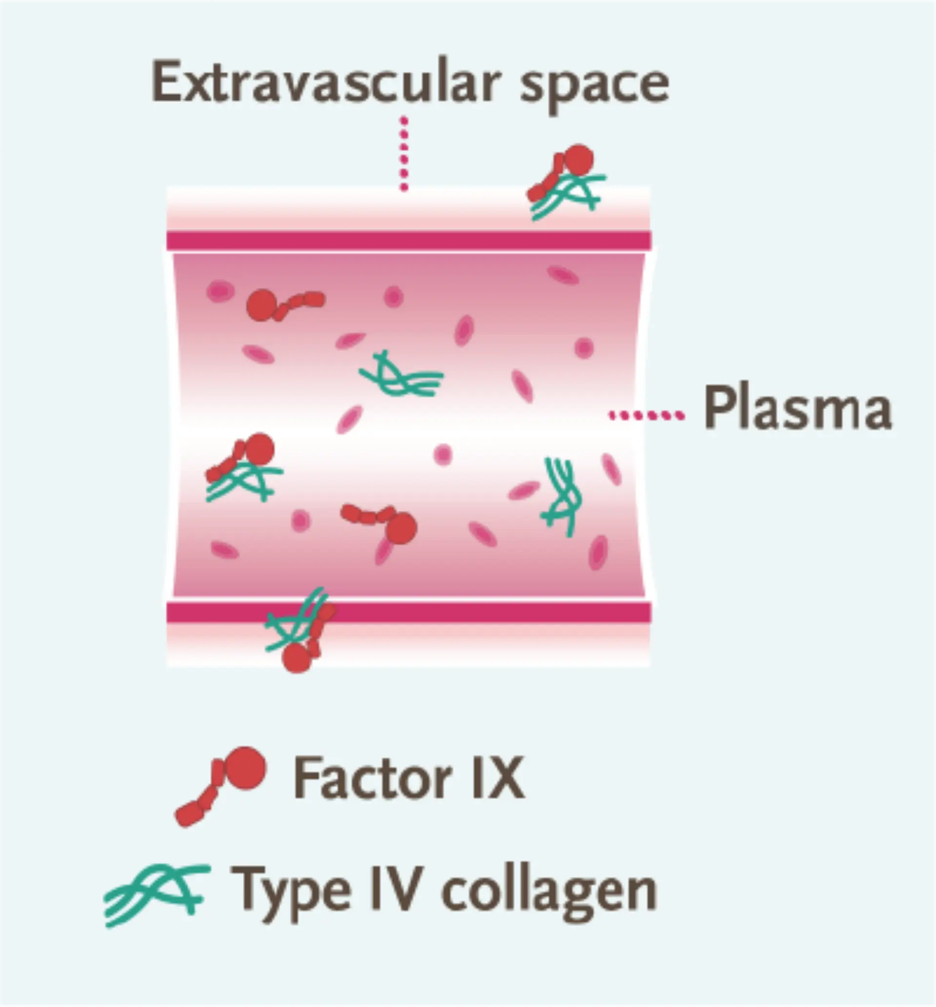 Extravascular Injection Take a Closer Look at Heamophilia