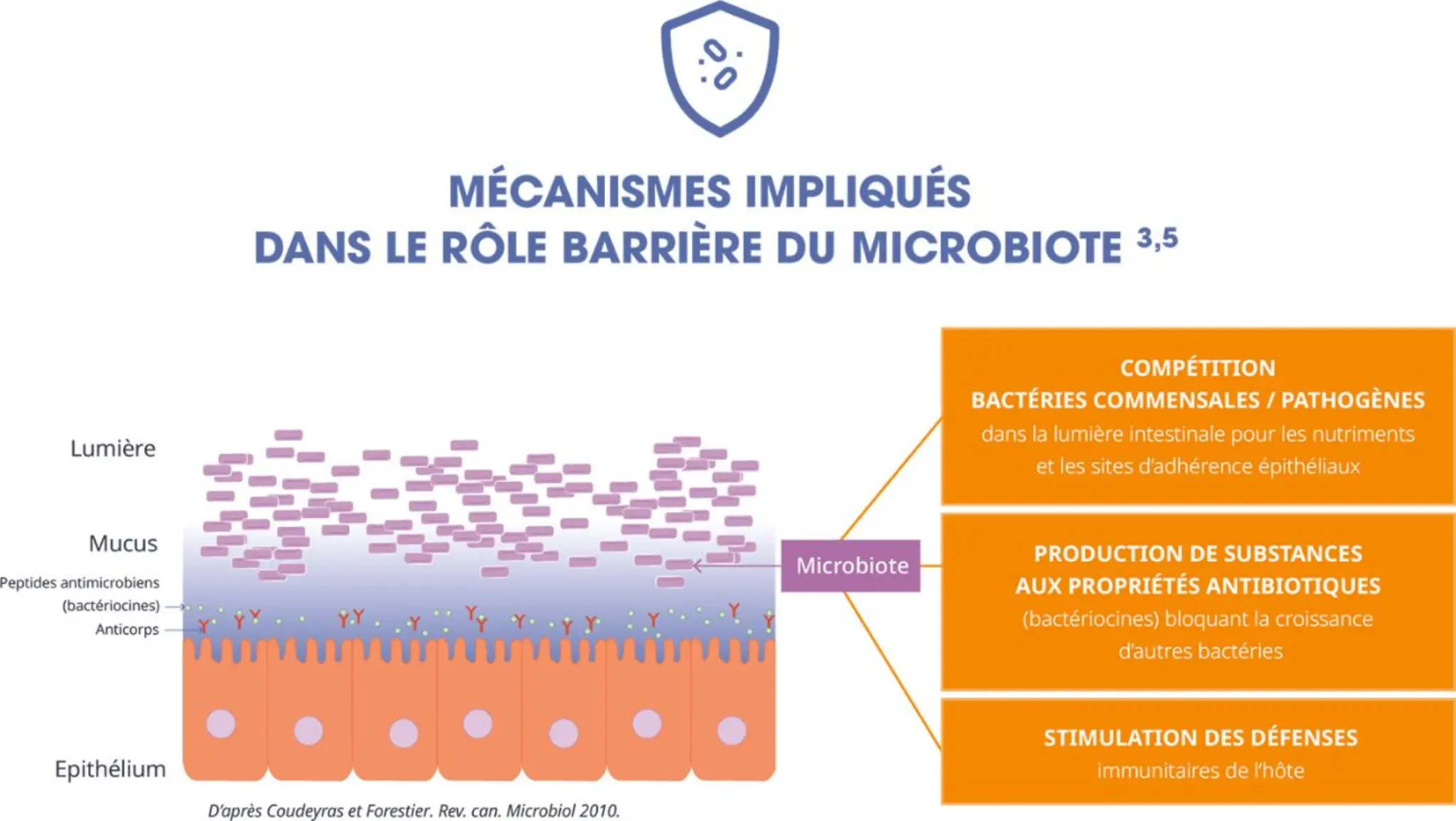 Microbiote intestinal : un rôle clé pour nous protéger