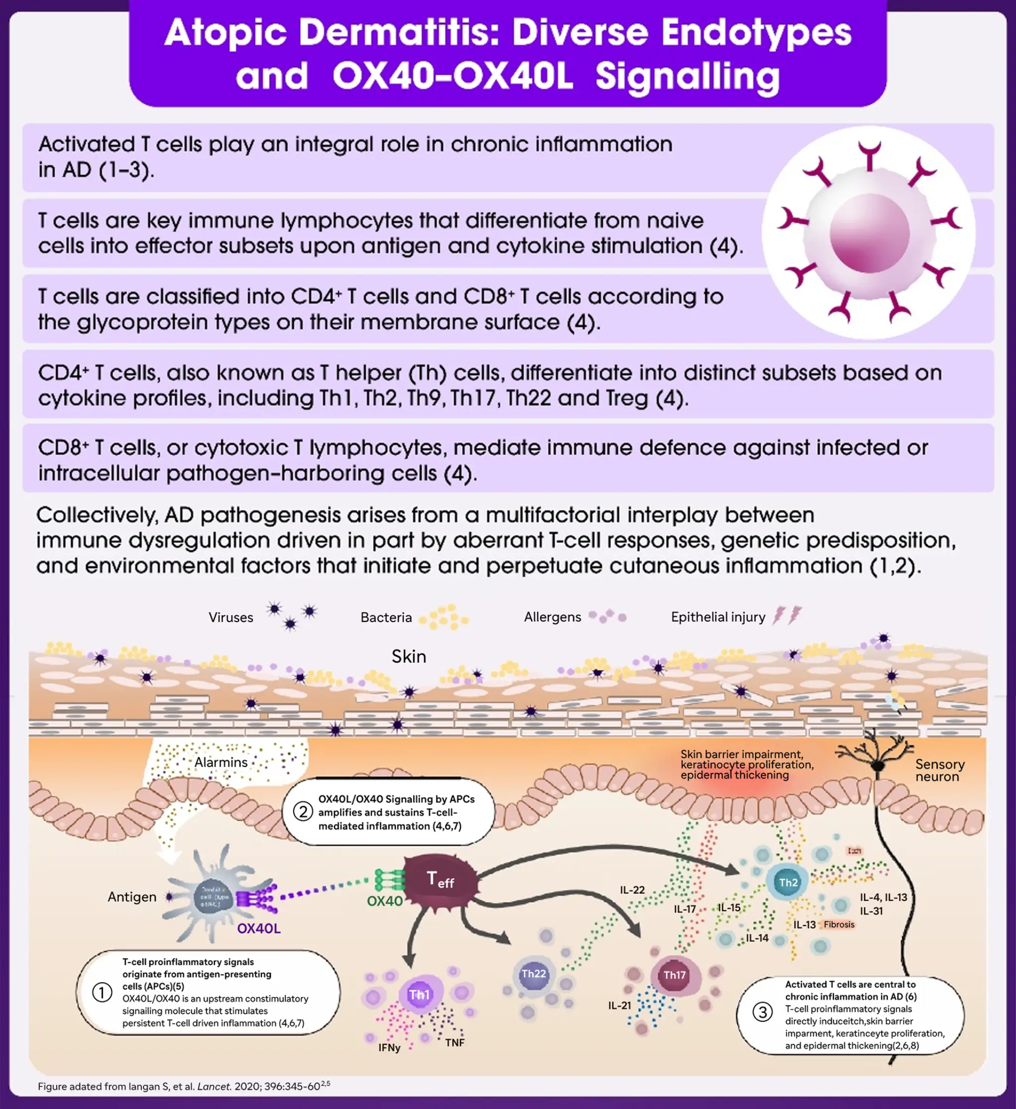 Atopic Dermatitis: Immune Endotypes and the OX40-OX40L Pathway