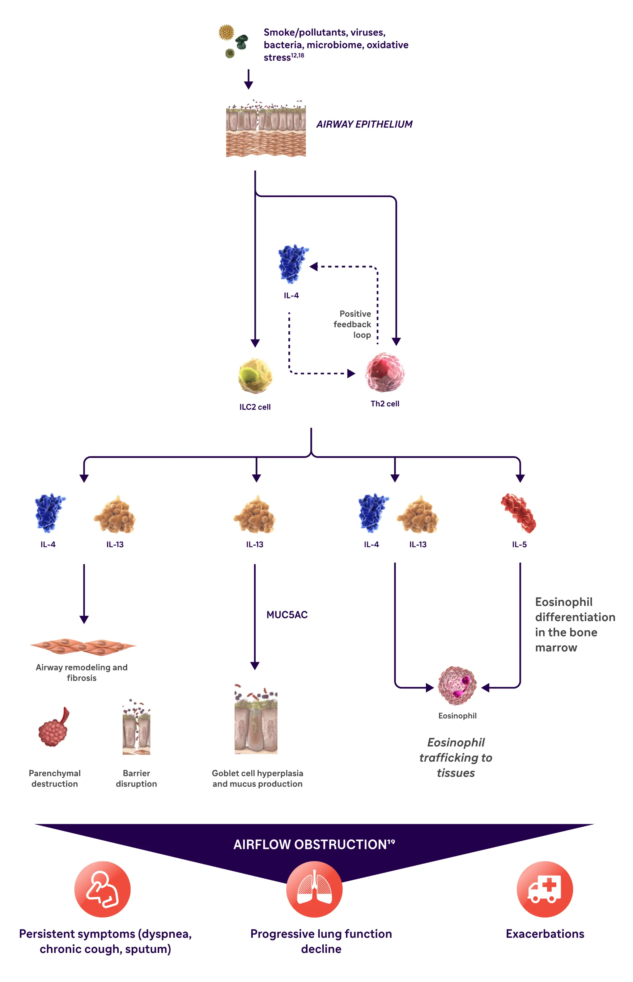 Role of type 2 inflammation in COPD | Campus Sanofi