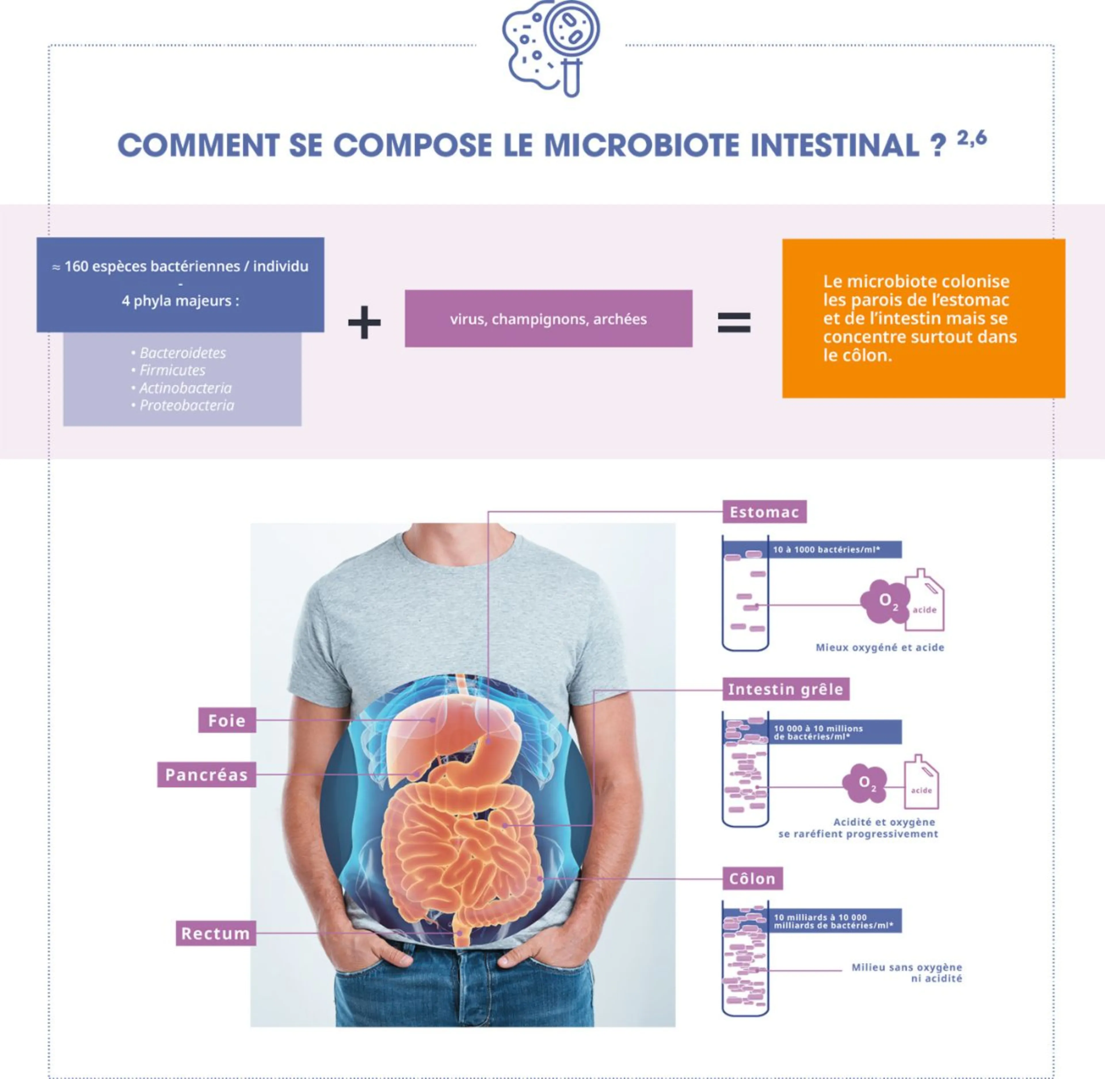 Schéma de répartition du microbiote intestinal entre l'estomac, l'intestin et le côlon