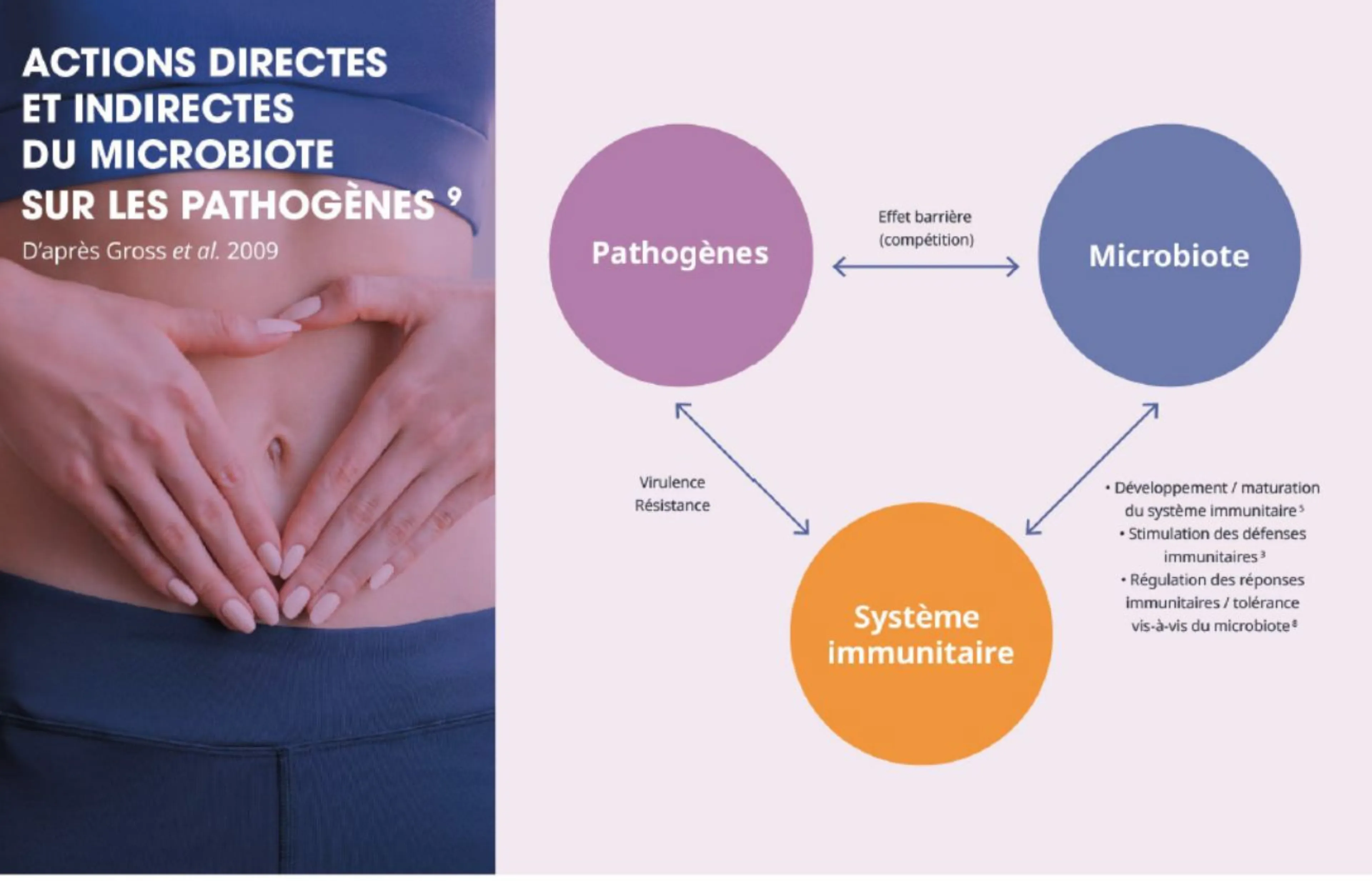 Schéma des actions directes et indirectes du microbiote sur les pathogènes