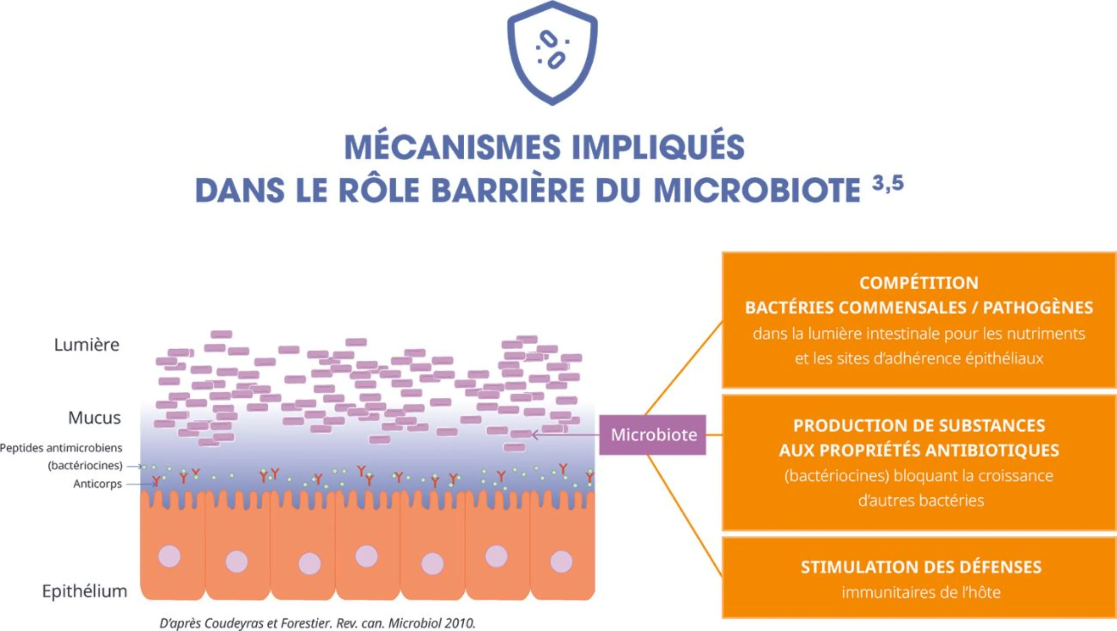 Schéma des mécanismes impliqués dans le rôle de barrière du microbiote