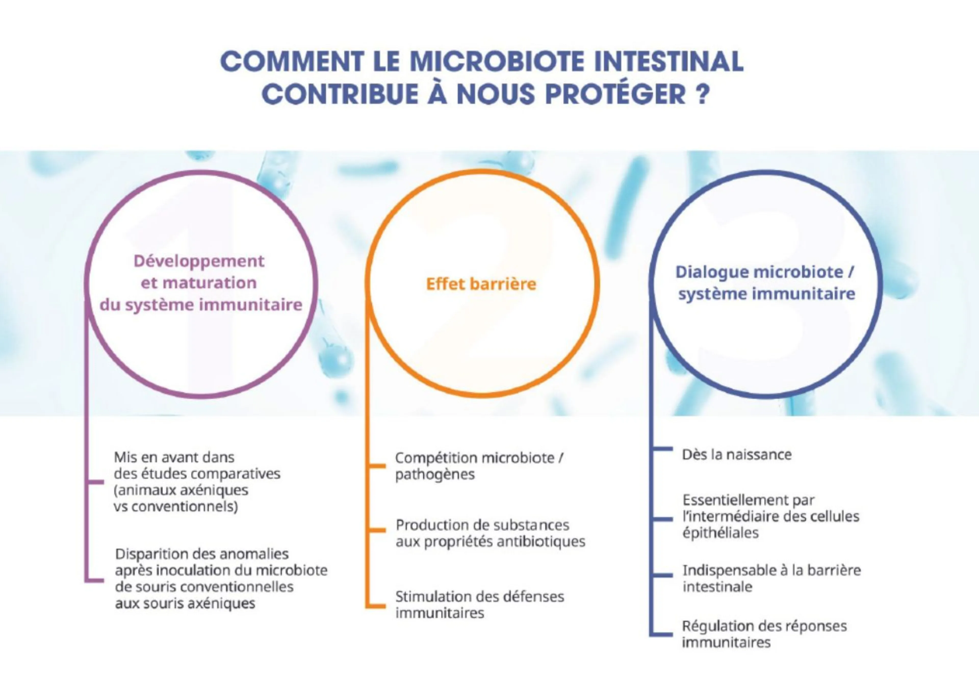 Schéma récapitulatif des rôles du microbiote intestinal