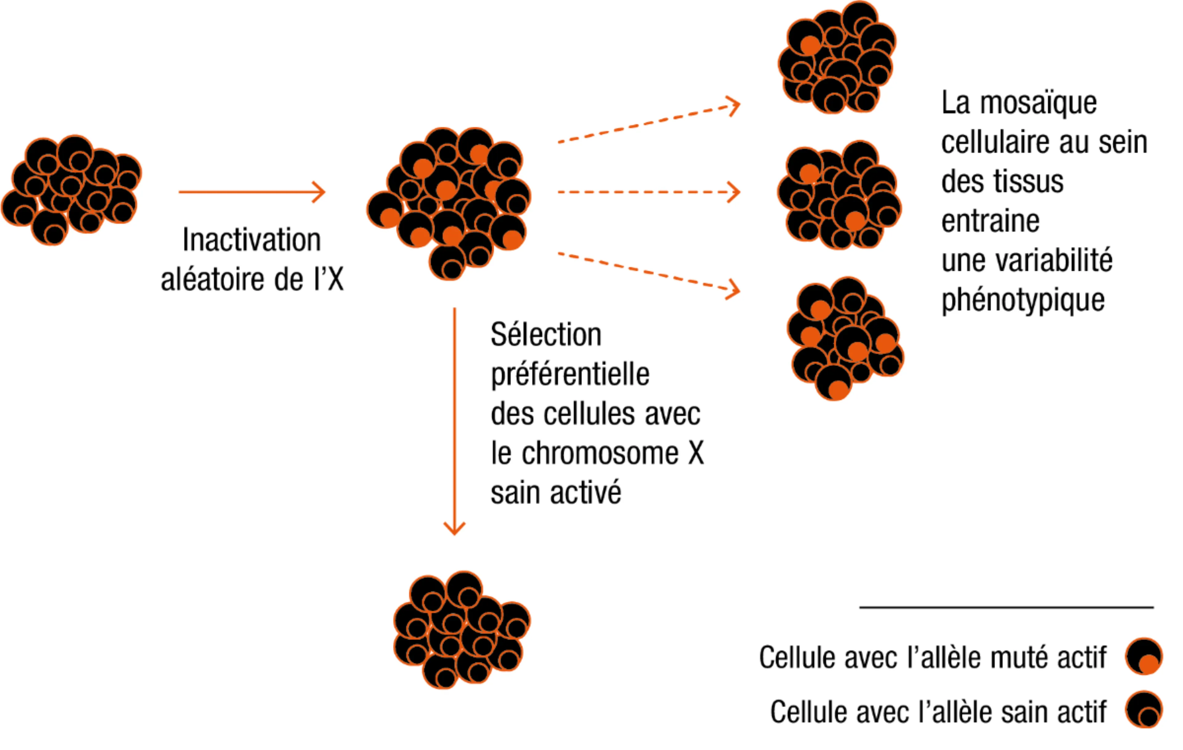 Représentation schématique de la lyonisation du chromosome X chez la femme (adapté de Taherian M et al. 2016)