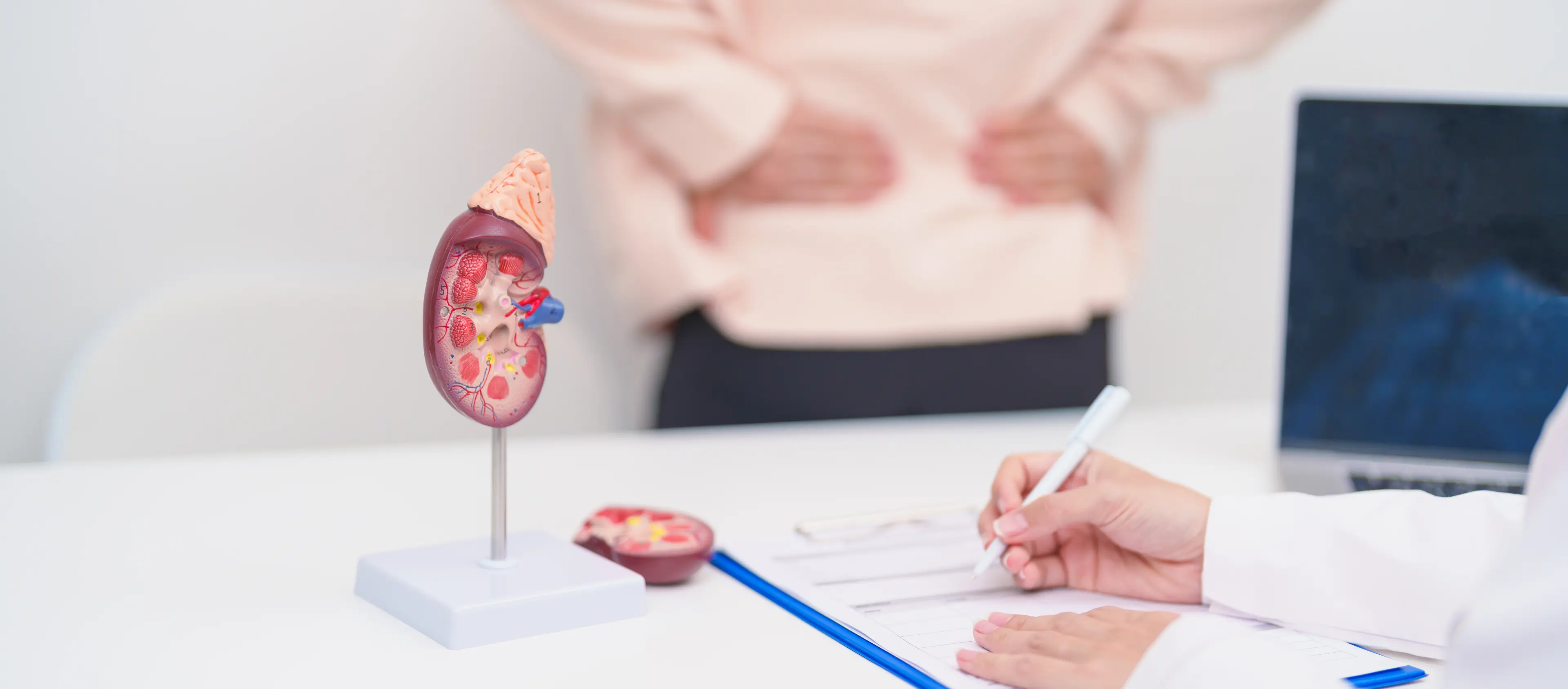 Modell eines menschlichen Nierenorgans auf einem Tisch im Vordergrund, im Hintergrund eine Person mit beiden Händen am unteren Rücken