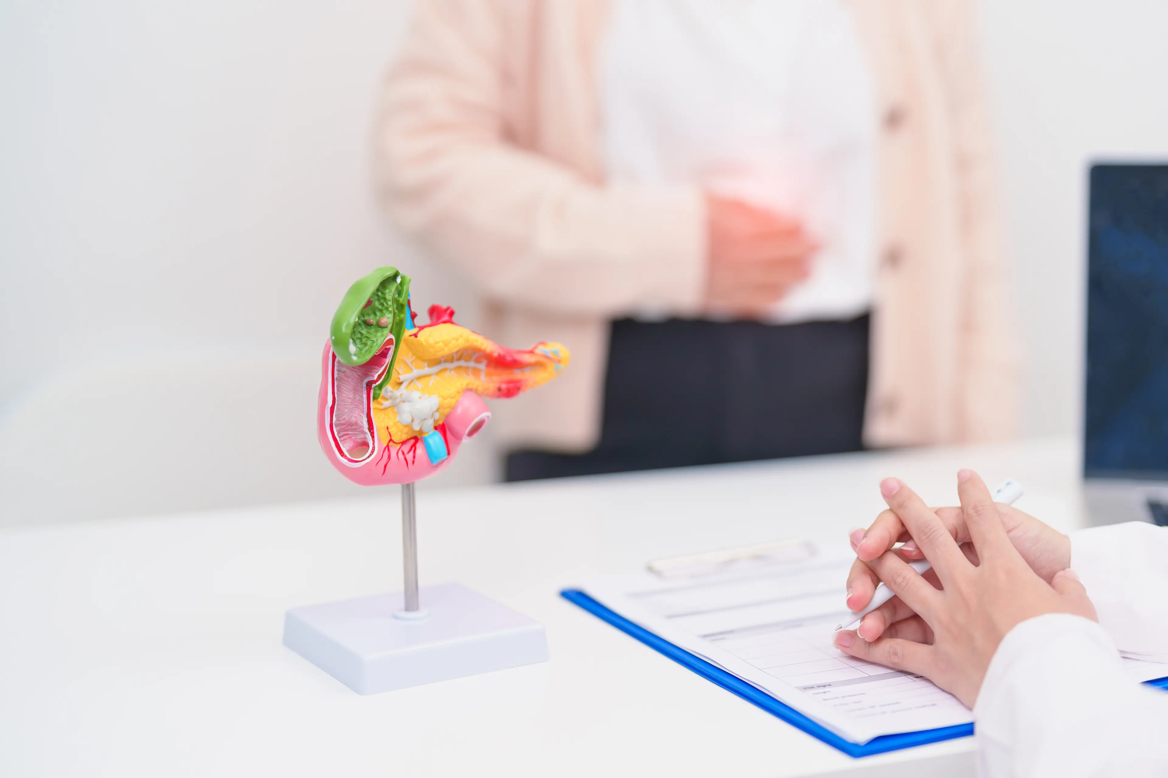 Modell eines menschlichen Verdauungssystems auf einem Tisch im Vordergrund, im Hintergrund unscharfe Person mit Hand auf dem Bauch