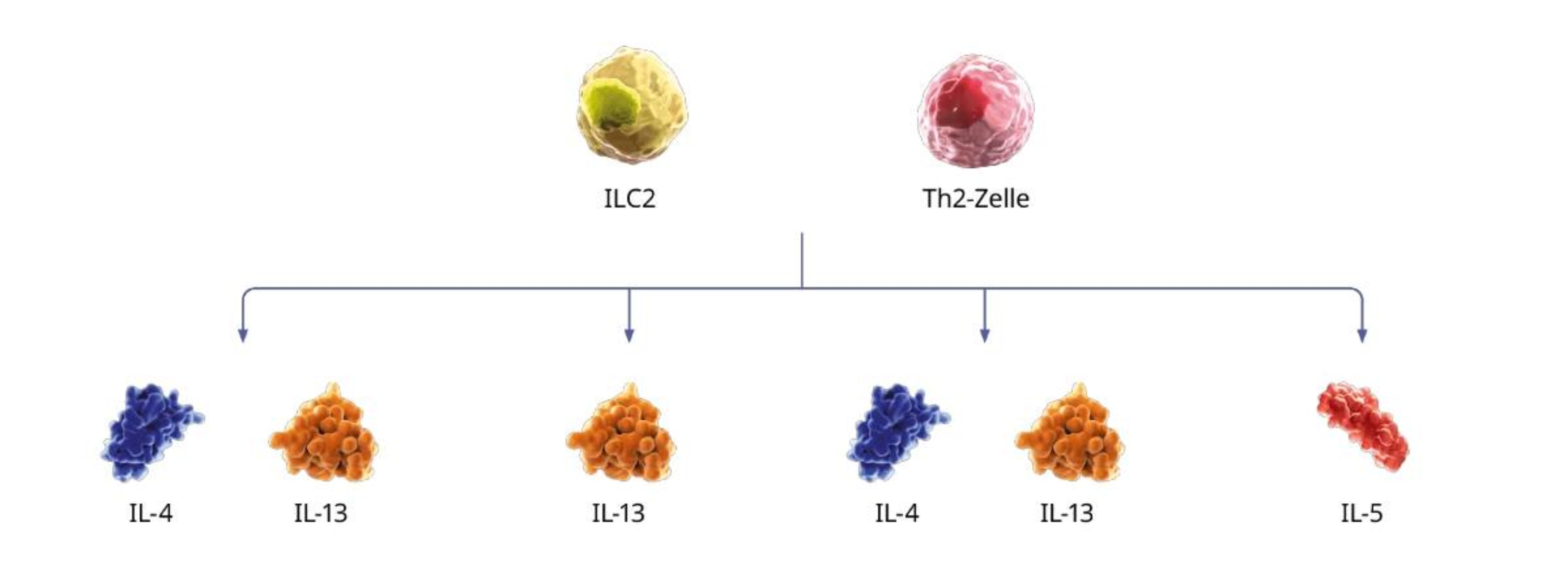grafik--ILC2-Th2-Zelle
