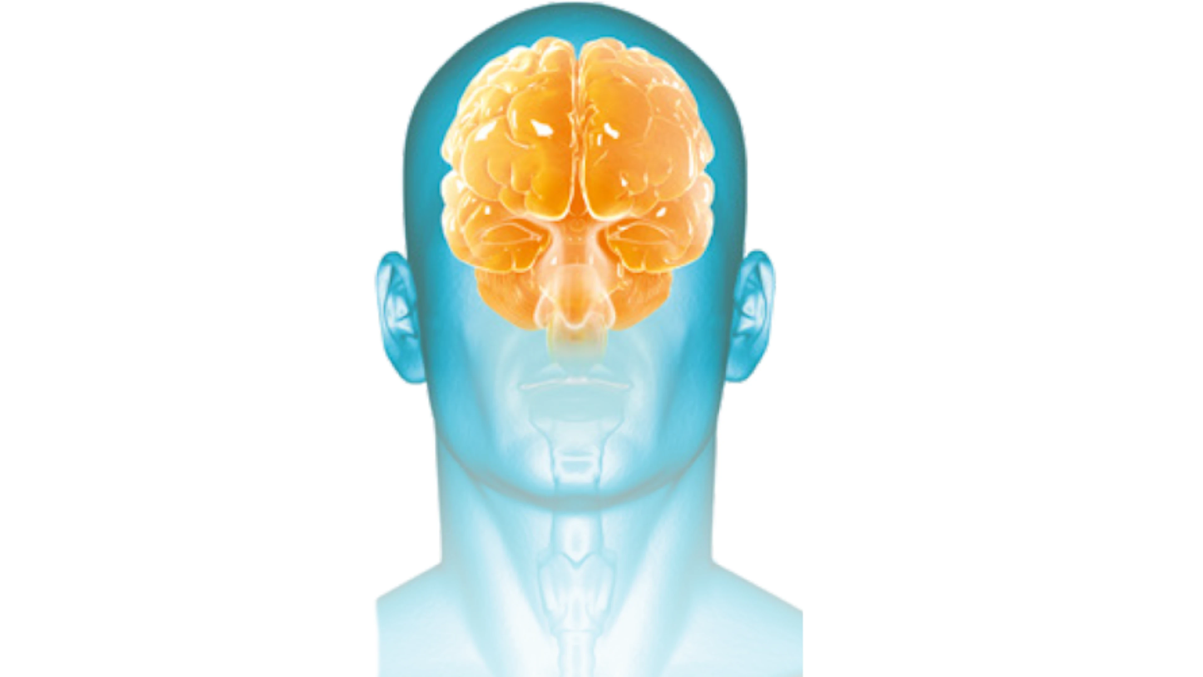 3D-Illustration des menschlichen Gehirns als Symbolbild Neurologie für das Morbus Fabry Neuro-Factsheet
