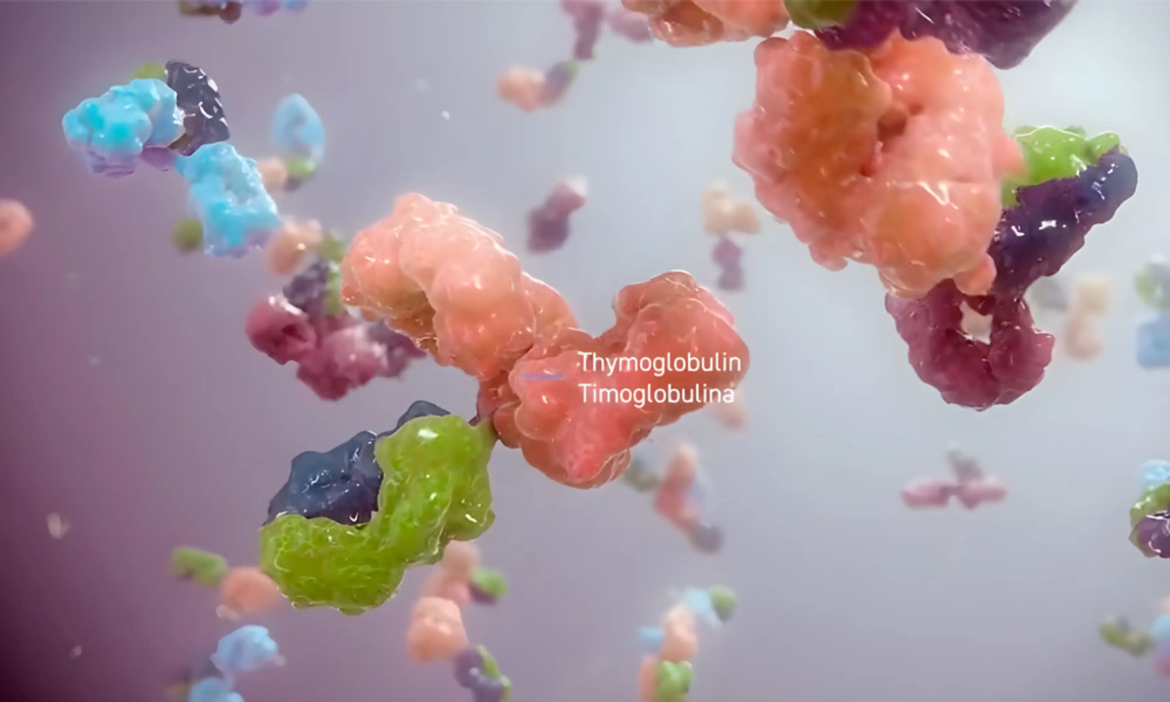 Timoglobulina (globulina antitimocítica) usada en prevención y tratamiento del rechazo en trasplante renal.