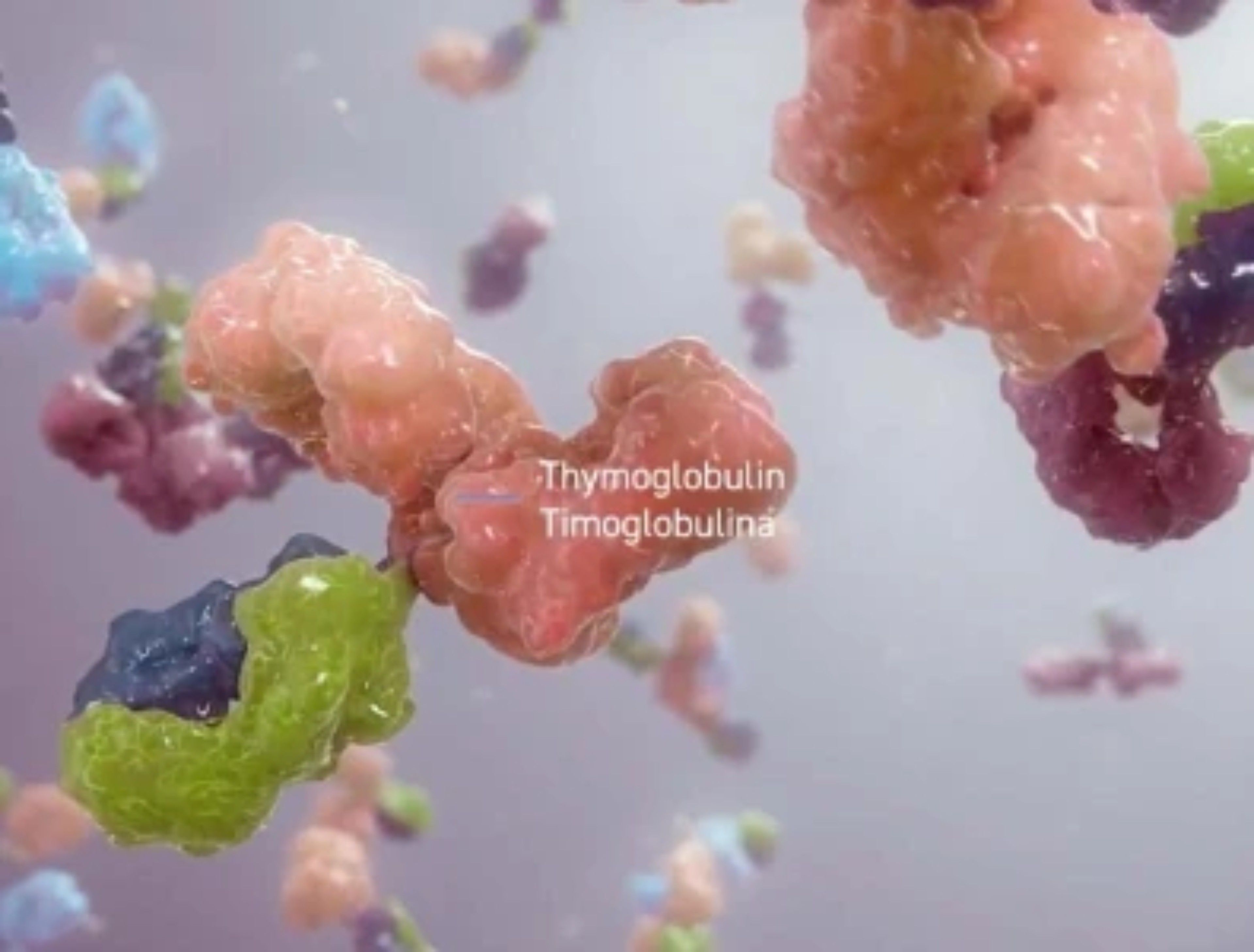 renal-timologlubina