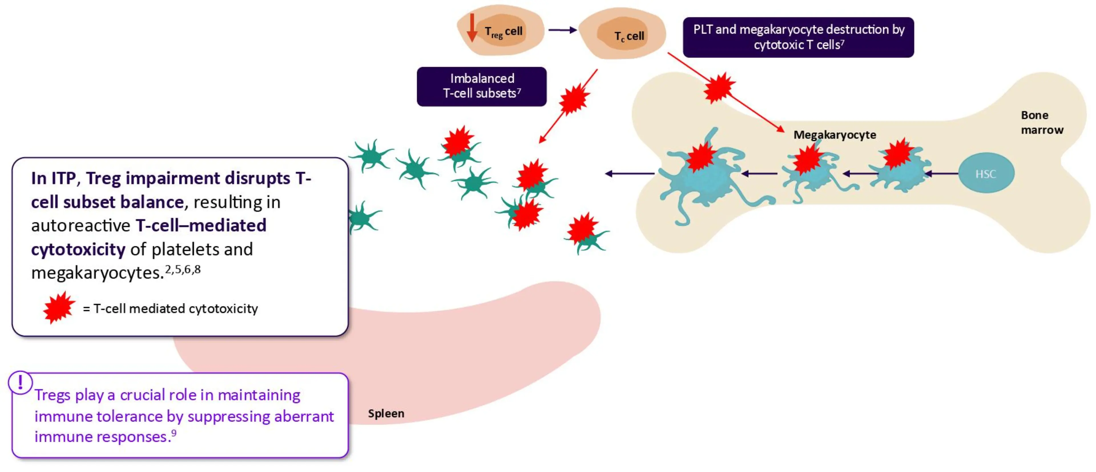 The pathophysiology of ITP stems from complex immune dysregulation ...
