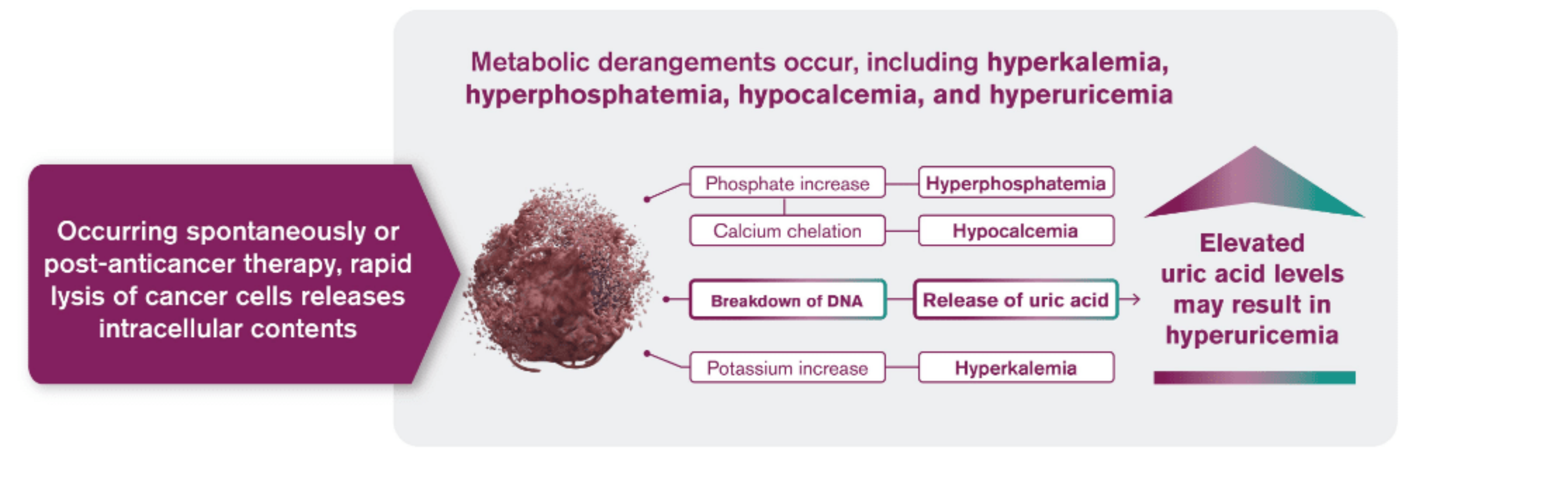 Purple arrow saying occurring spontaneously or post-anticancer therapy, rapid lysis of cancer cells releasees intracellular contents. Title saying metabolic derangements that include hyperkalemia, hyperphosphatemia, hypocalcemia, and hyperuricemia. image with Phosphate increase leads to hyperphosphatemia, phosphate increase also leads to calcium cheltation which also leads to hypocalcemia, Breakdown of DNA leads to release of uric acid ,resulting in elevated uric acid levels which may result in hyperuricemia and potassium increase may lead to hyperkerlamia.