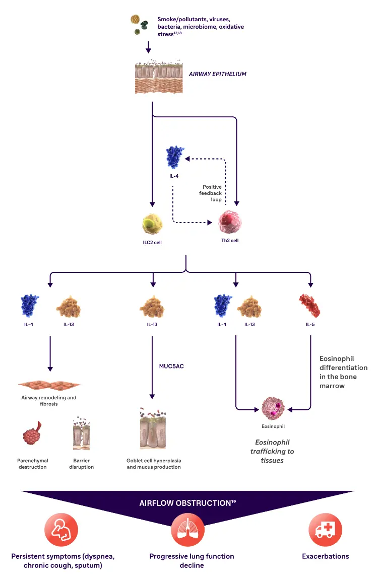 Role of type 2 inflammation in COPD | Campus Sanofi