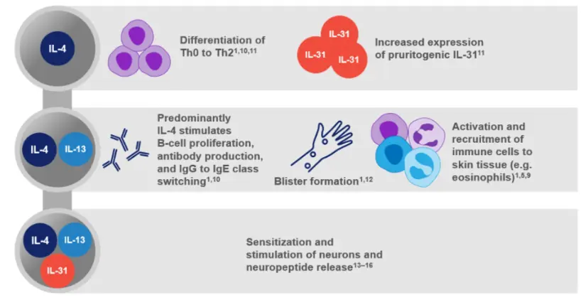 Pathophysiology of Bullous Pemphigoid