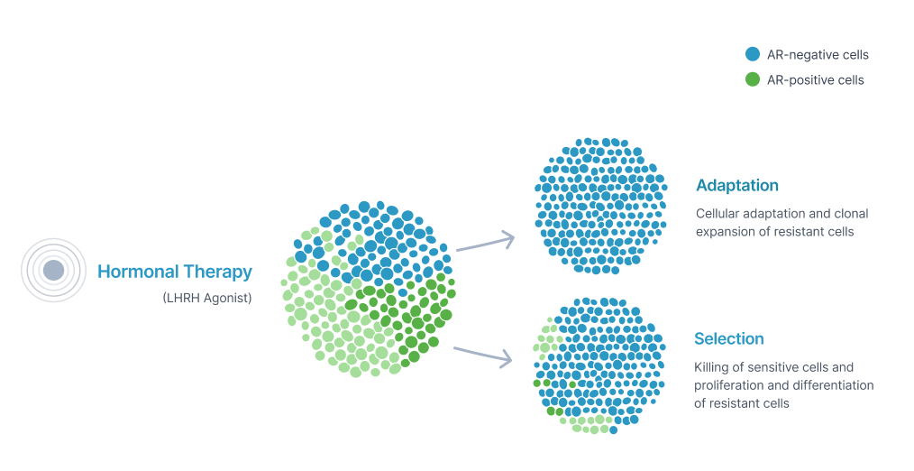 AR-negative and positive cells with one arrow pointing towards adaptation and the other towards selection.