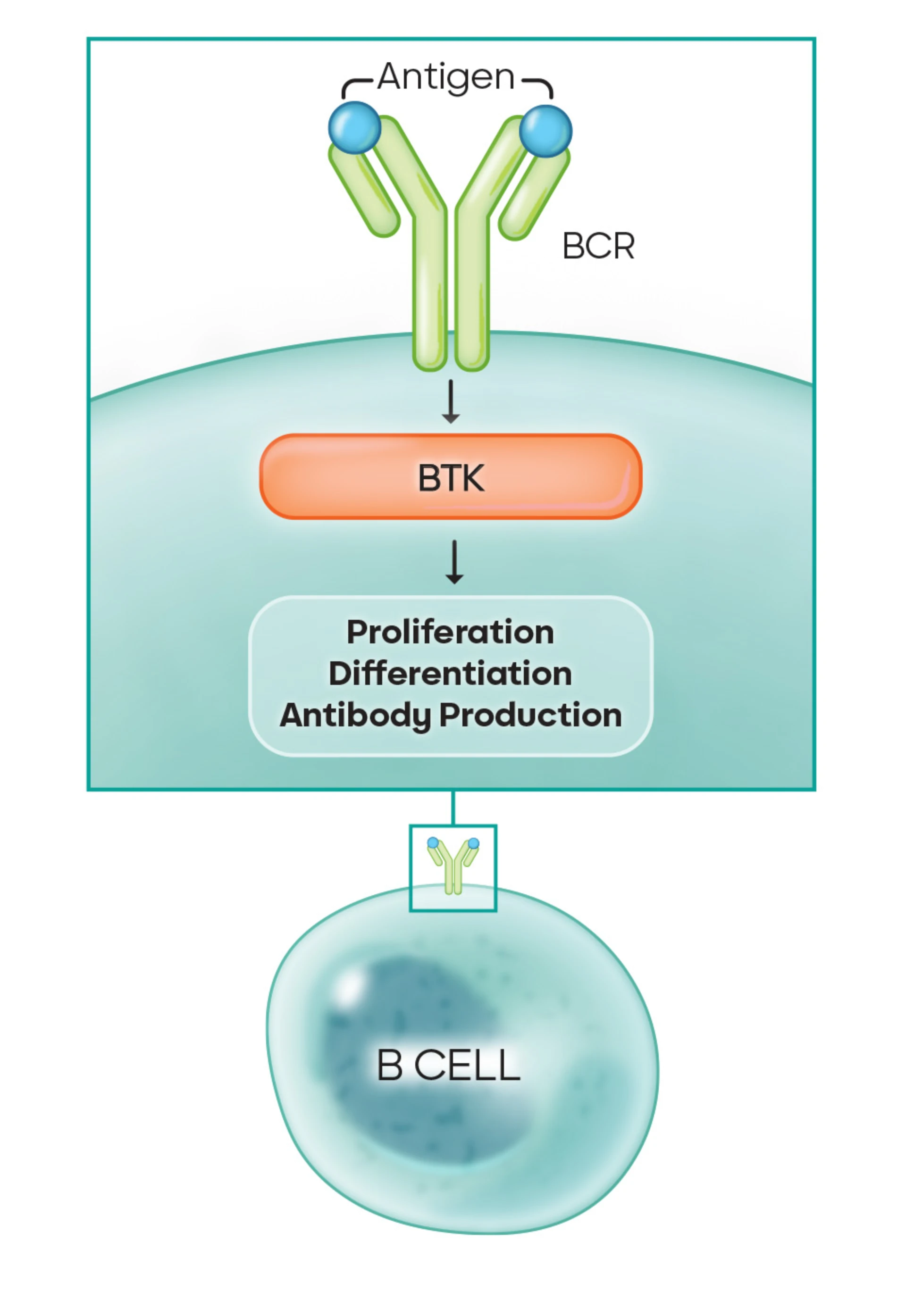 Darstellung der Bruton-Tyrosinkinase in B-Zellen als Teil der ITP Ursachen
