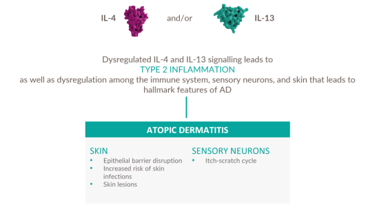Inflammatory Cascade