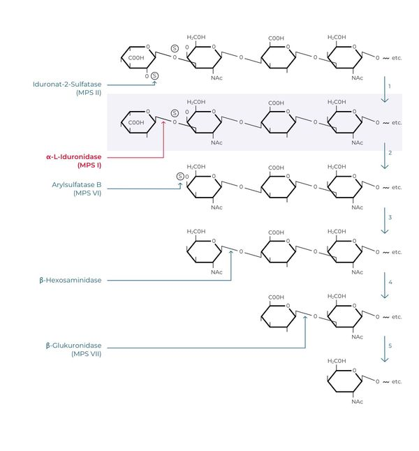 Diagramm mit fünf Reihen chemischer Strukturen, die enzymatische Abbauwege von Molekülen mit Pfeilen und Enzymnamen bei MPS 1