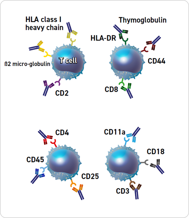 Graphic showing four blue spheres representing T cells from left to right. Each T cell has differently colored Y-shaped antibodies attached. The first T cell has CD2, HLA class I heavy chain, and β2-micro-globulin attached. The second T cell has HLA-DR, CD44, and CD8 attached, with “Thymoglobulin” written above it. The third T cell has CD4, CD45, and CD25 attached. The fourth T cell has CD11a, CD18, and CD3 attached.