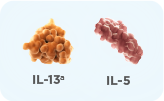 asma-identifica-mol-2