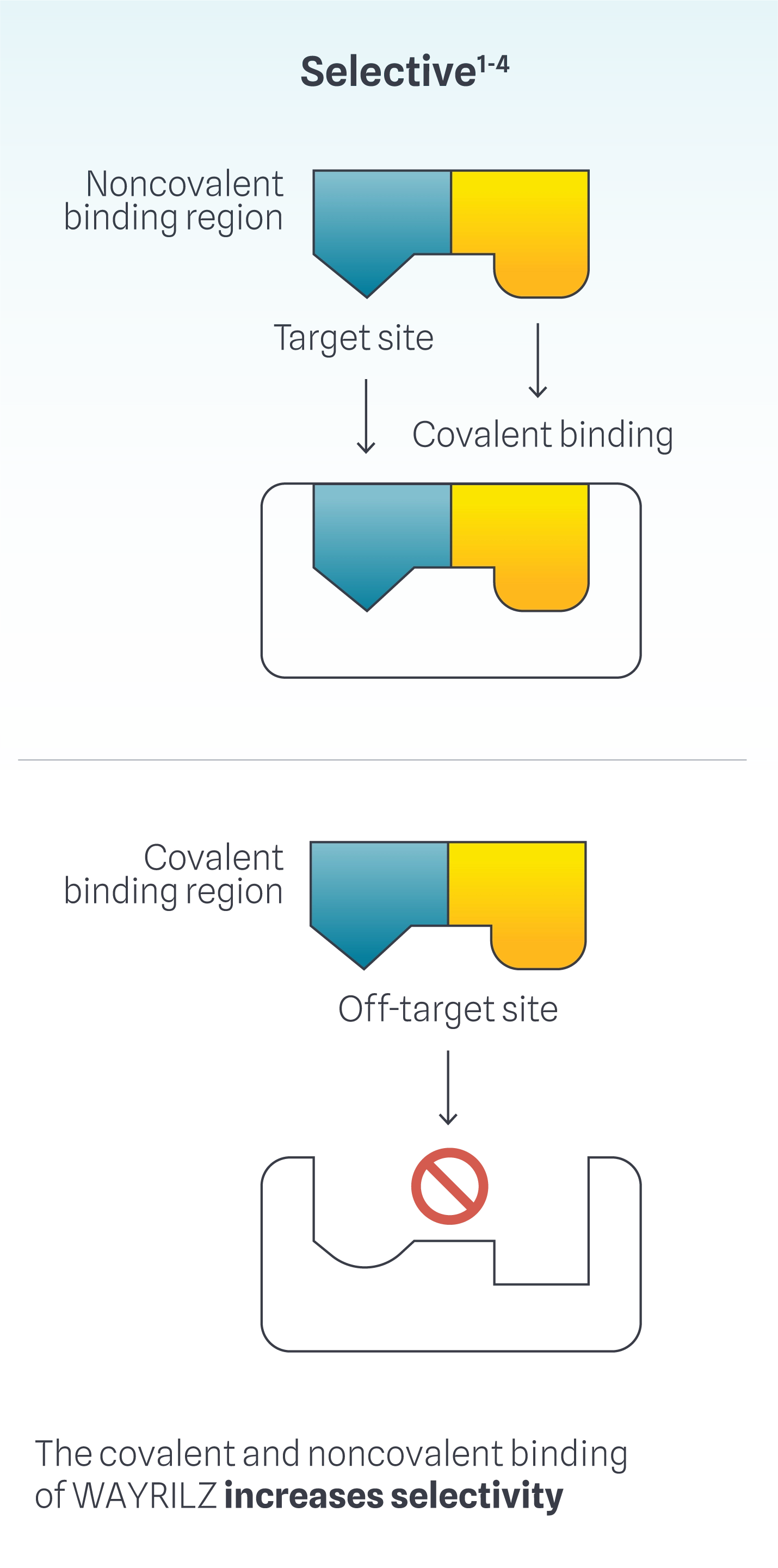 Infographic showing the covalent and non-covalent binding of Wayrilz (rilzabrutinib) to selectively inhibit BTK.