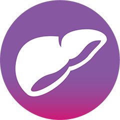 Liver