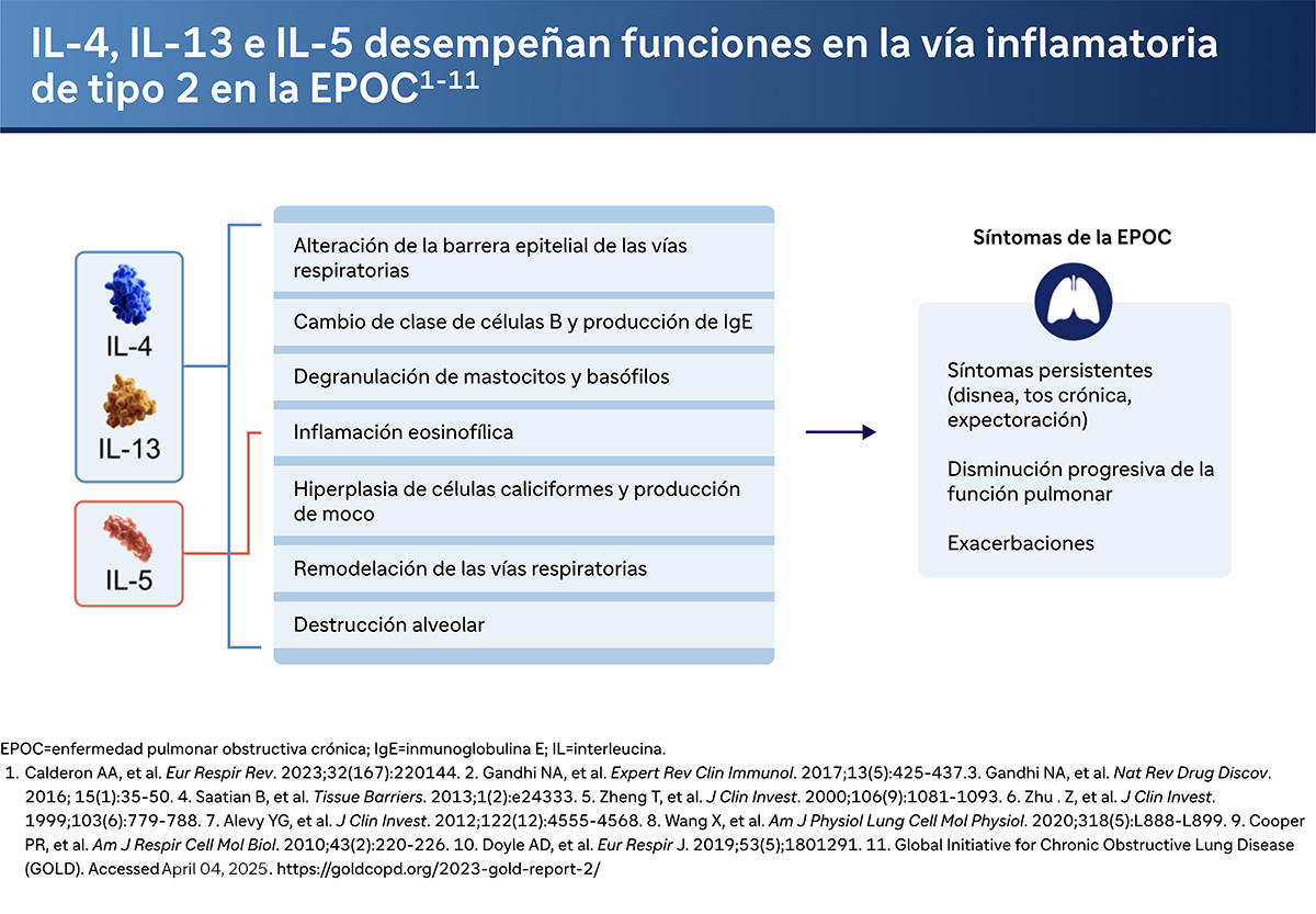 Funciones de las citoquinas en la inflamatoria tipo 2 en EPOC