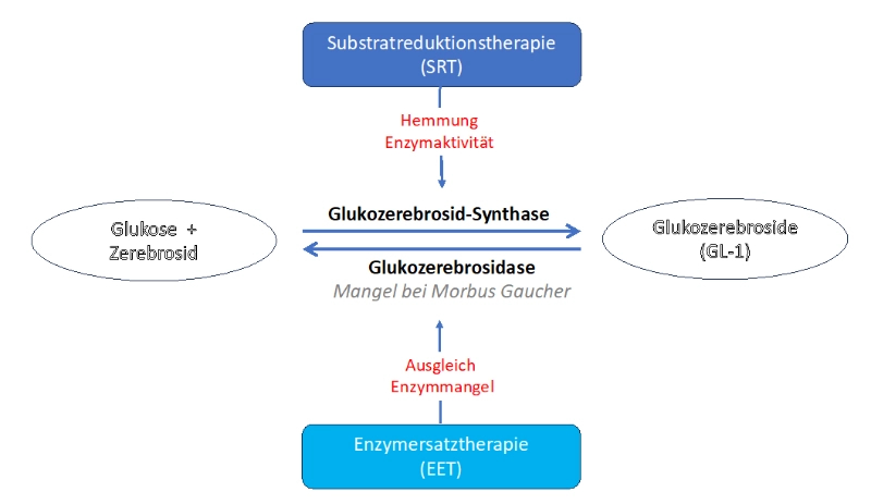 Schema der Morbus Gaucher Therapieprinzipien