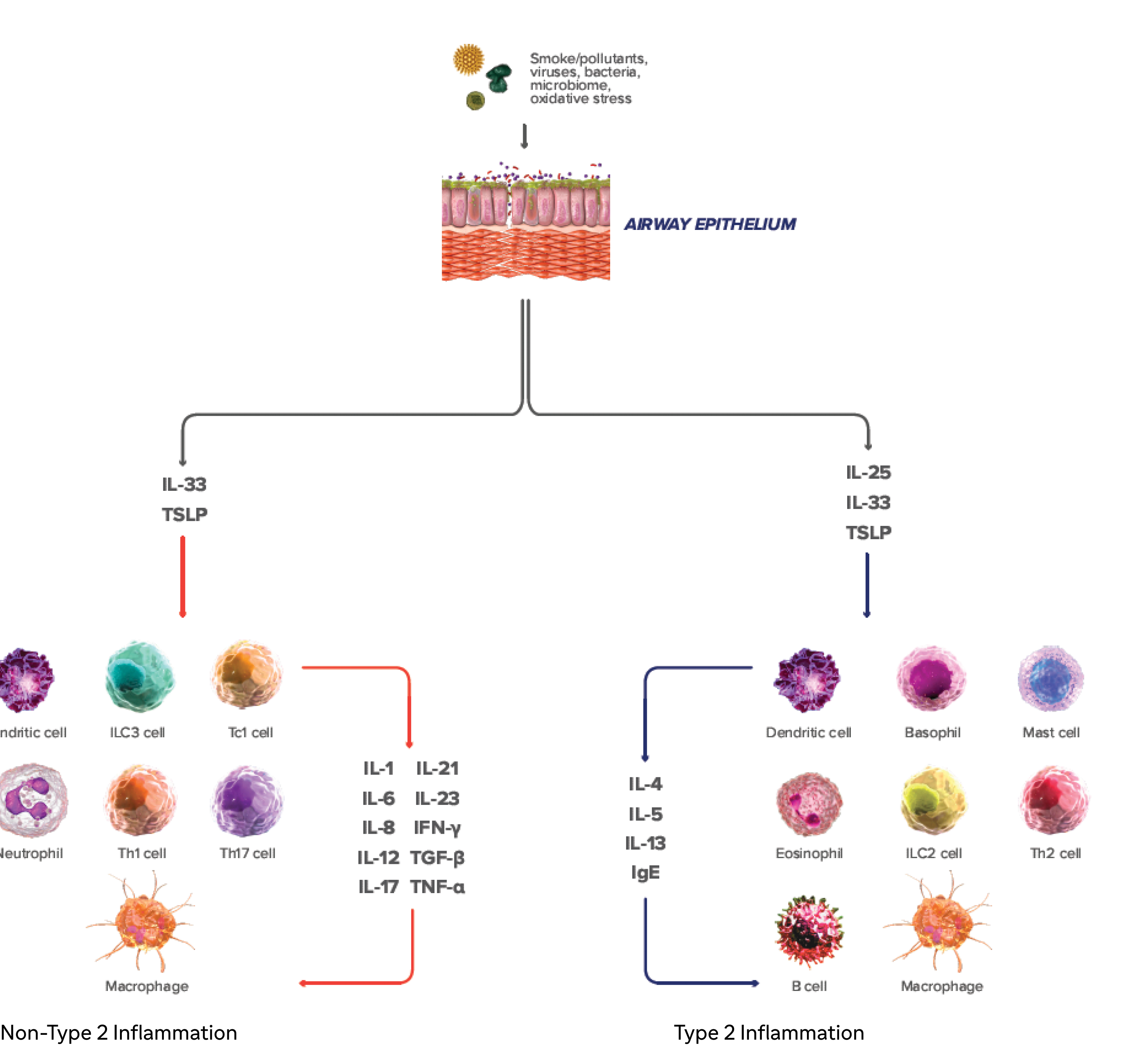 pathway due to inflammation