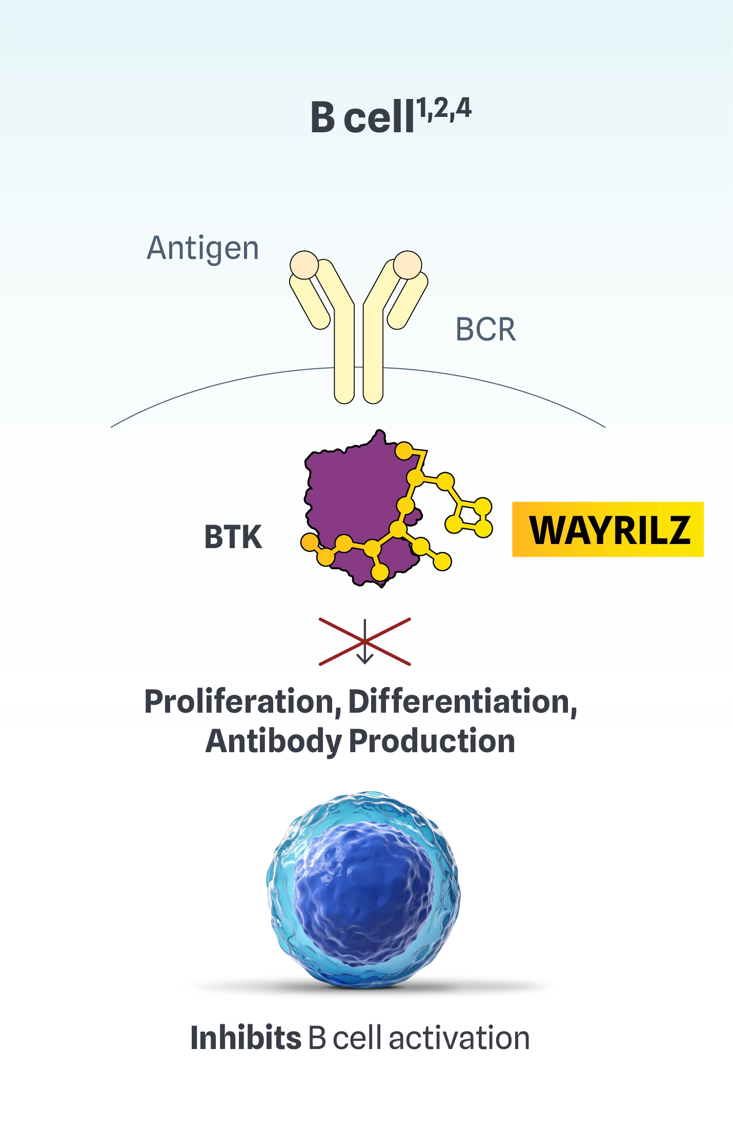 Illustration of Wayrilz (rilzabrutinib) inhibiting BTK to stop B cell activation.