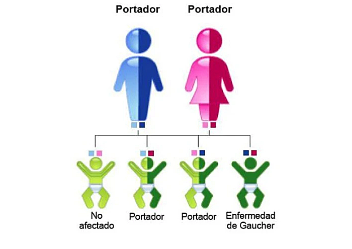 genetica-enfermedad-gaucher