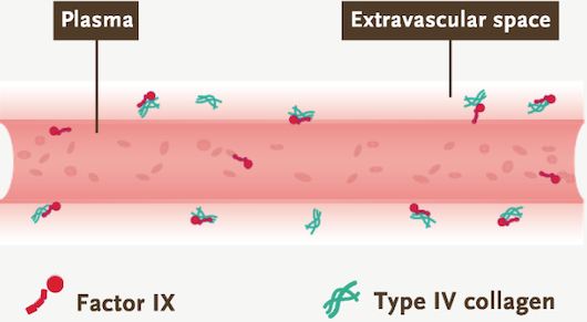 Factor IX Pharmacokinetic Profile has Widespread Distribution in the Extravascular Space