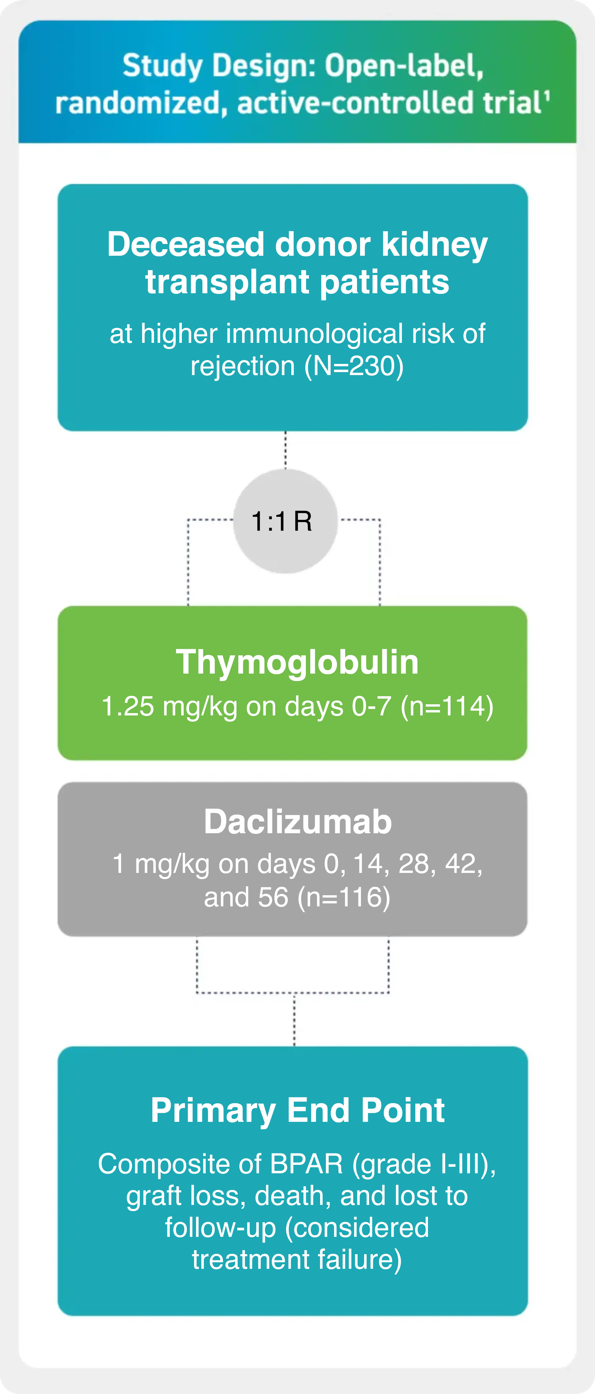 A schematic diagram titled "Study design is described as an open-label, randomized, active-controlled trial¹."  On the left, a teal box reads: "Deceased donor kidney transplant patients at higher immunological risk of rejection (N=230)." A circle in the center shows “1:1 R.” To the right of the circle, two treatment boxes appear: a green box labeled "Thymoglobulin 1.25 mg/kg on days 0–7 (n=114)" and a gray box labeled "Daclizumab 1 mg/kg on days 0, 14, 28, 42, and 56 (n=116)." On the far right, a teal box labeled "Primary End Point" contains the text: "Composite of BPAR (grade I–III), graft loss, death, and lost to follow-up (considered treatment failure)."