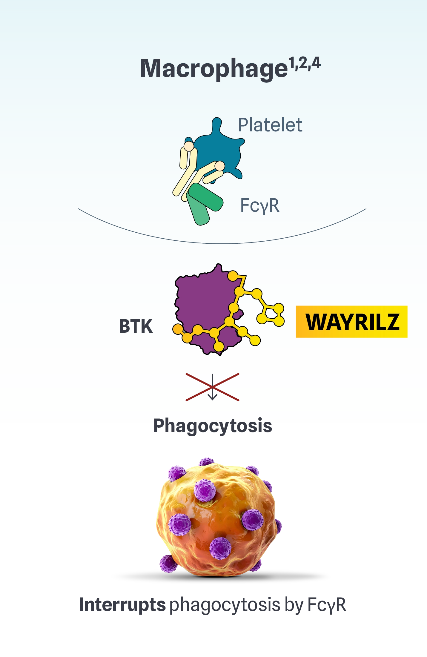 Illustration of Wayrilz (rilzabrutinib) inhibiting BTK to interrupt macrophage phagocytosis by FcγR.