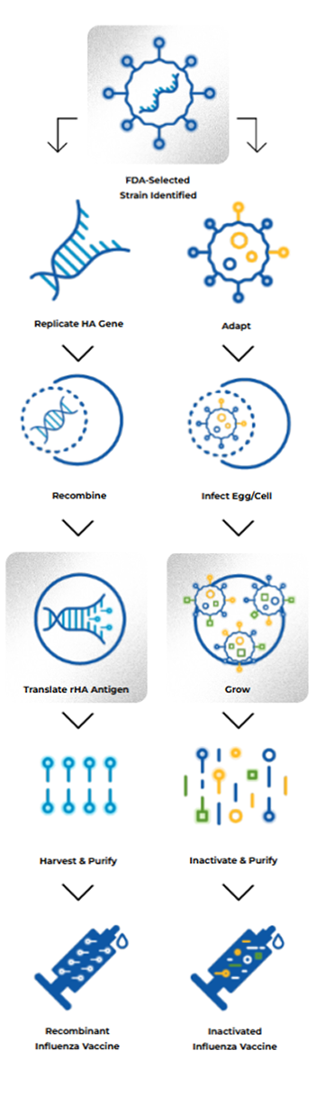 Pictorial representation of recombinant DNA flu vaccine process, avoiding virus growth and mutation risk, vs traditional method