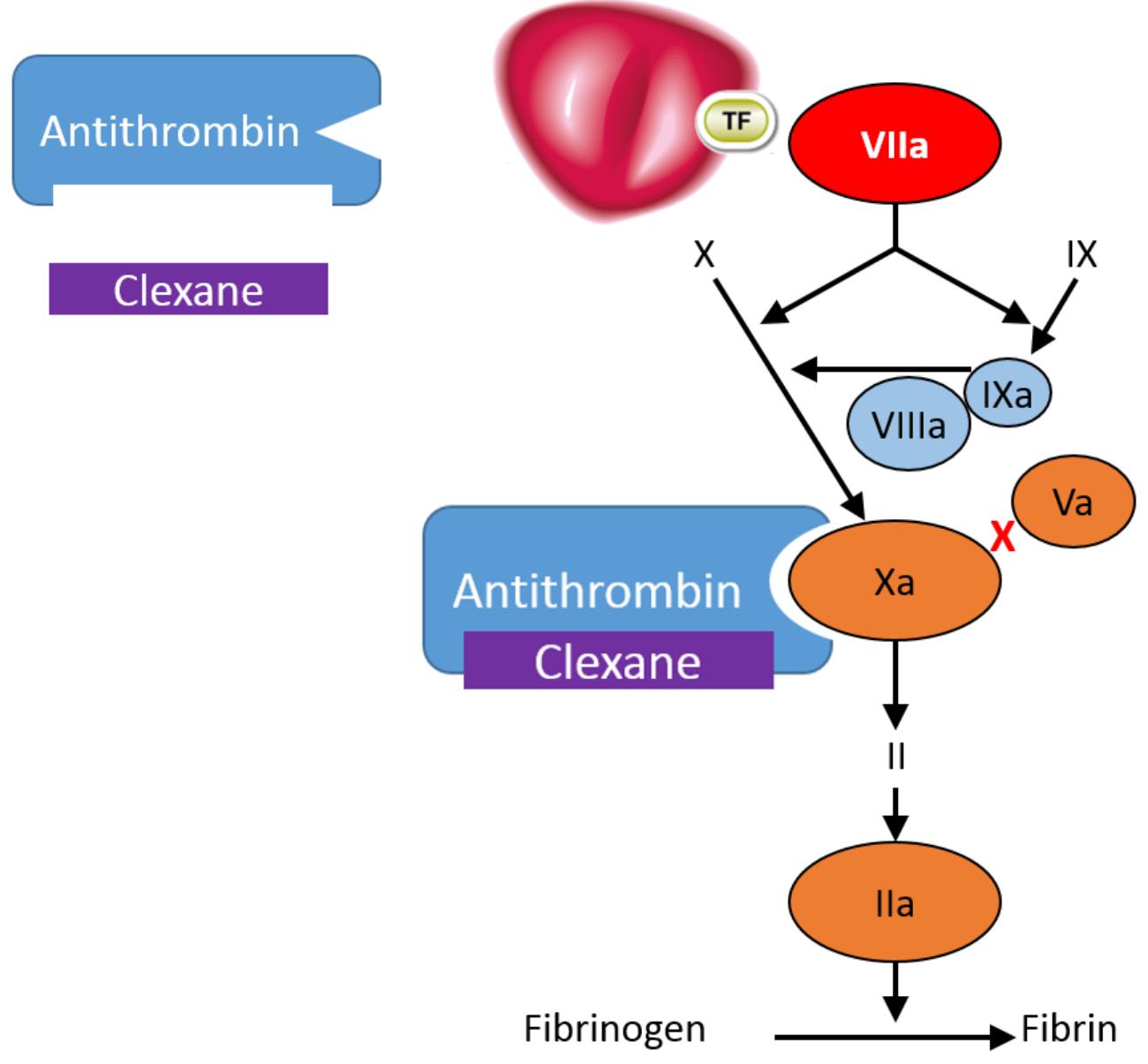 Clexane mechanism of action