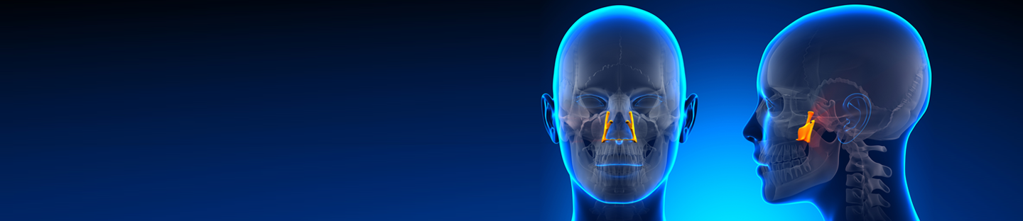 Modèles anatomiques 3D semi-transparents montrant deux têtes humaines en profil.