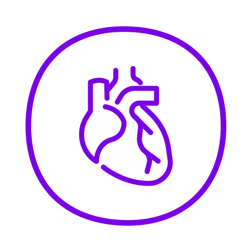 Schematische Darstellung des Organs Herz