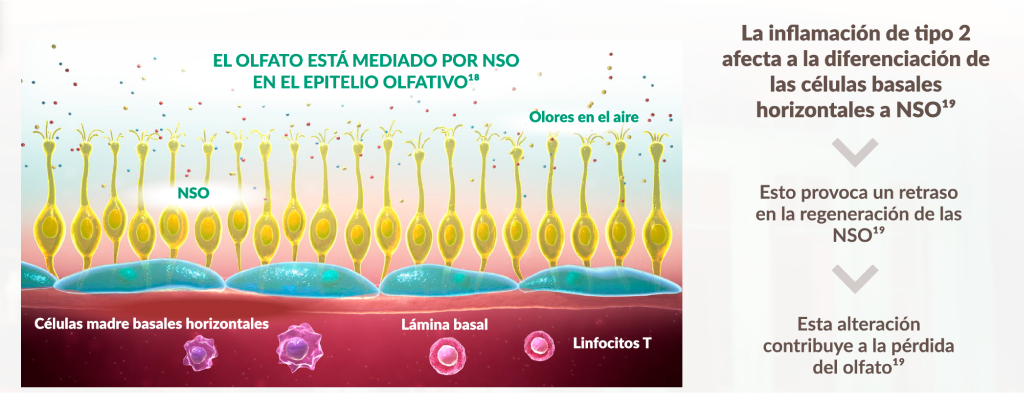 olfato mediado neuronas sensoriales olfativas