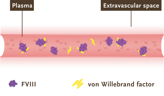 Factor VIII Pharmacokinetic Profile has Limited Distribution