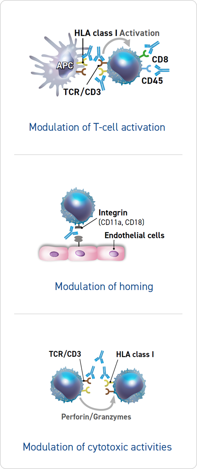 Graphic showing three mechanisms of T cell modulation from left to right. On the left, a T cell with TCR/CD3, CD45, and CD8 engages HLA class I on an antigen-presenting cell (APC), labeled "Modulation of T-cell activation." In the center, a T cell’s integrins CD11a and CD18 interact with endothelial cells, labeled "Modulation of homing." On the right, a T cell with TCR/CD3 and HLA class I releases perforin/granzymes toward a target cell, labeled "Modulation of cytotoxic activities."