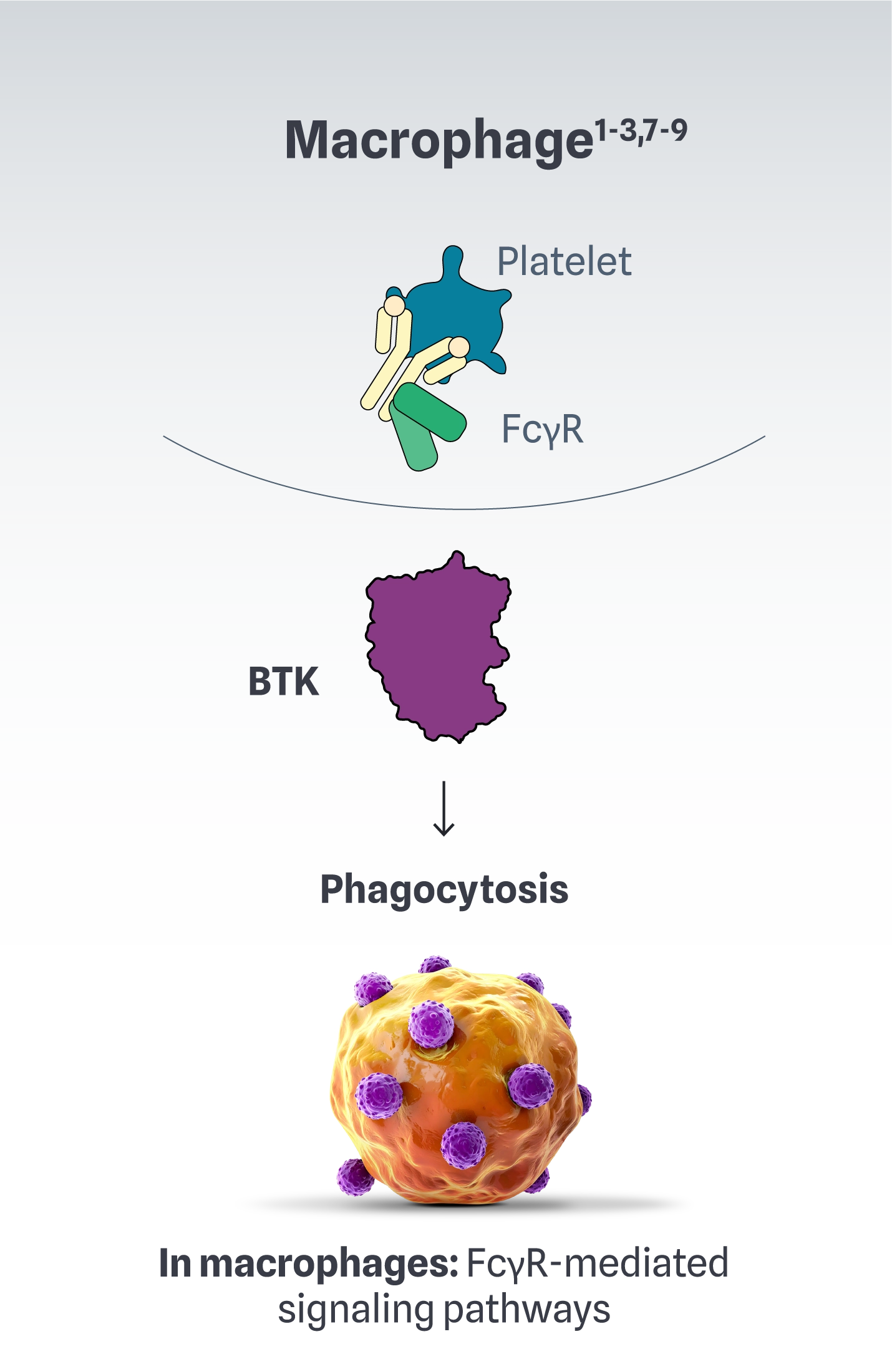 Illustration showing the role of BTK in macrophage phagocytosis.