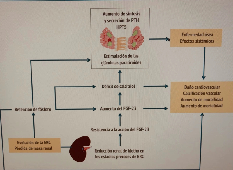 Fisiopatología de las alteraciones del metabolismo óseo-mineral en la enfermedad renal crónica: klotho y FGF 23, con una visi