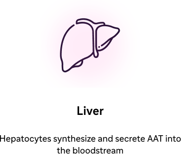 Liver icon