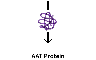 Alpha-1 (AAT) protein icon with directional arrow