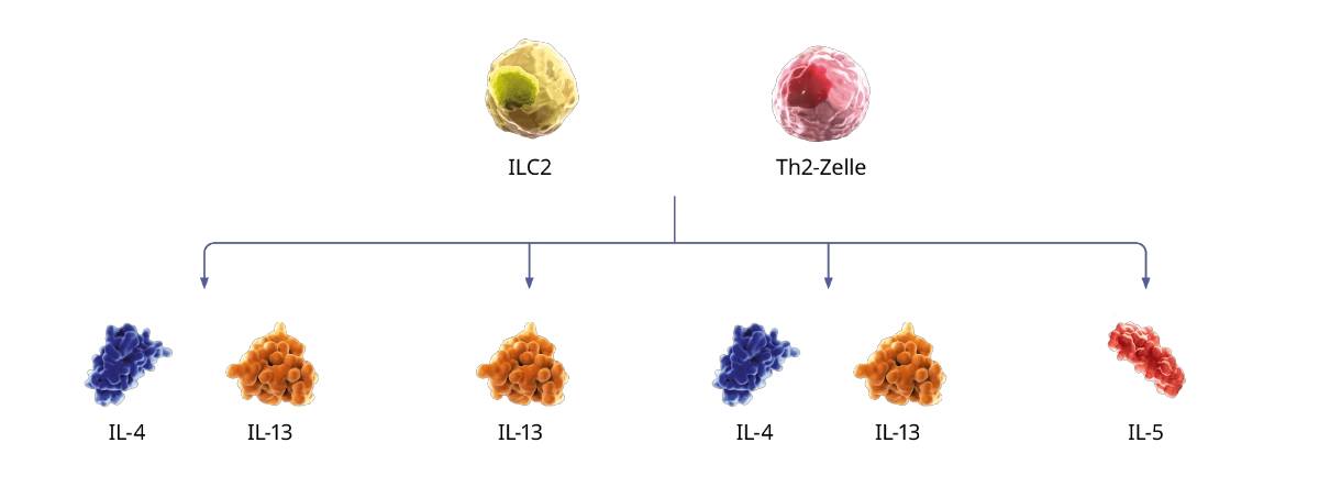 grafik--ILC2-Th2-Zelle