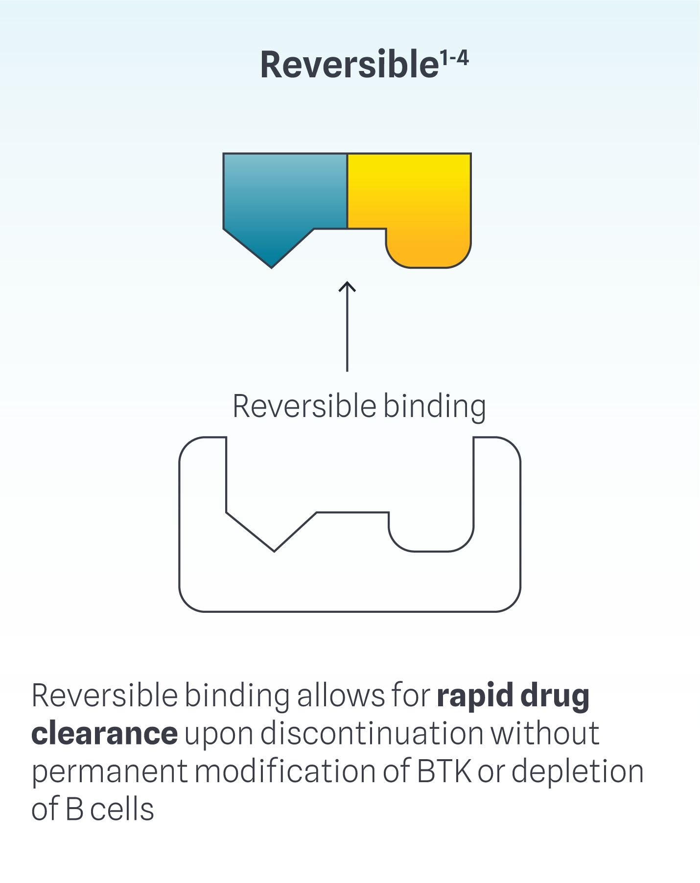 Infographic showing the reversible binding of Wayrilz (rilzabrutinib) with BTK.