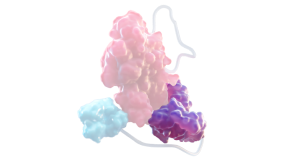 vWF DD3 DOMAIN